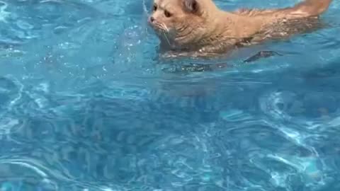 Swimming cat