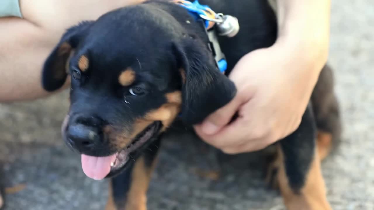 Owner Caressing His Cute Miniature Pinscher Puppy - Joyful Moments!