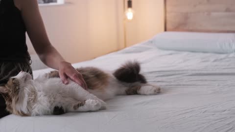 A Person Caressing Her Cat on a Bed