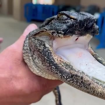 Alligator missing upper jaw is rescued after freakish injury