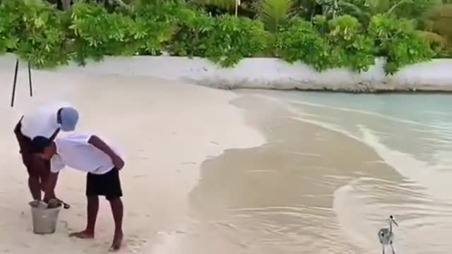 See the fish