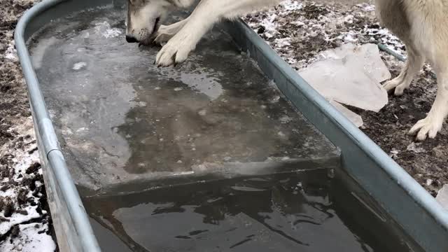 Dog Helps Retrieve Ice