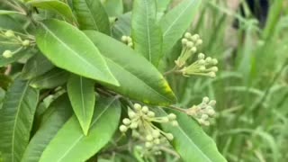 Lemon Myrtle Flowers