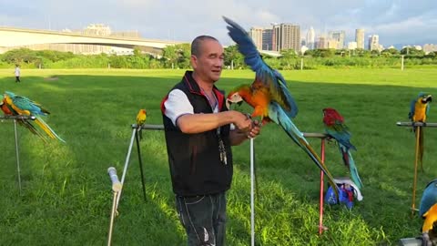 Video of Parrots Flying (11)
