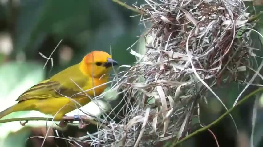 Nature whatsapp status || Nature birds sounds relaxing || Feel the Nature || Best Whatsapp Status