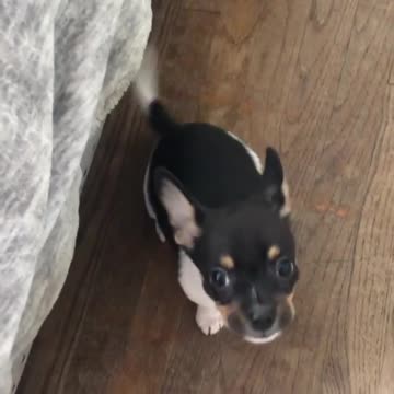 Naughty cute and funny dog