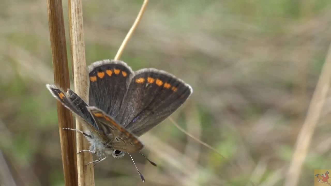 Deep look into the nature . The butterfly - Icarus