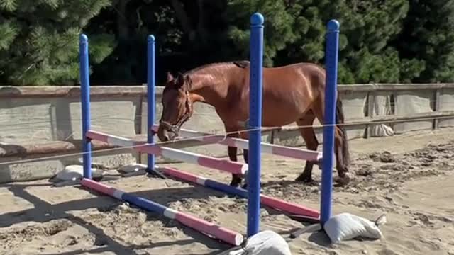 So cheeky! Watch til the end 😂 he can actually jump!