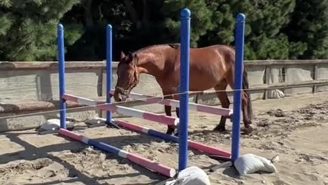 So cheeky! Watch til the end 😂 he can actually jump!