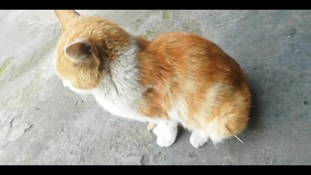 funny cat