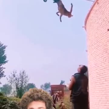 Video de reacción del perro volador