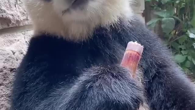 Eating panda with ideas