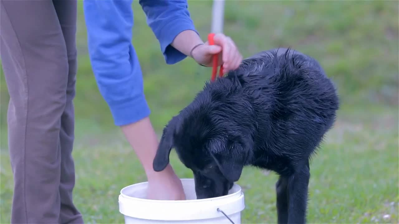 Labrador Dog Trying Water With Soup