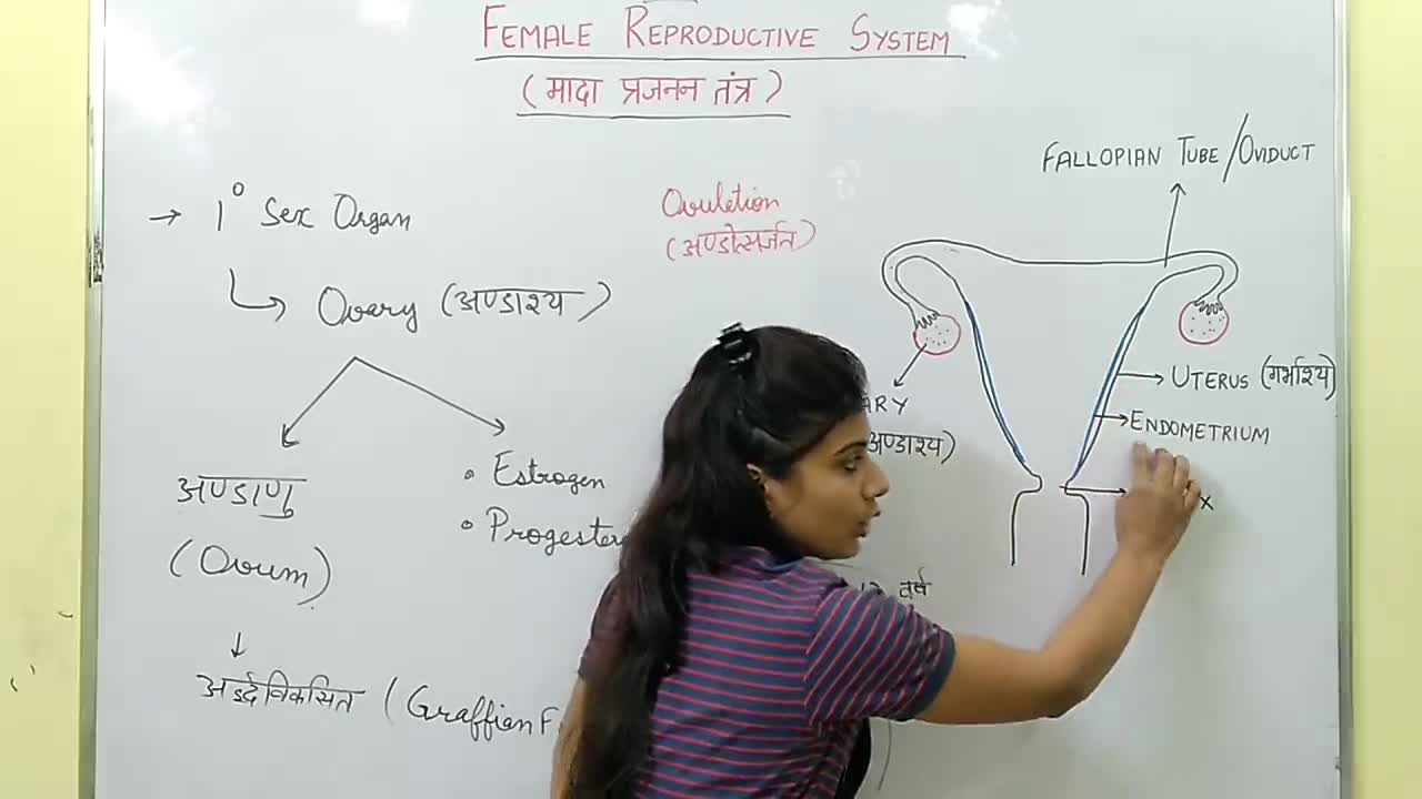 BIOLOGY मादा प्रजनन तंत्र (FEMALE REPRODUCTIVE SYSTEM)