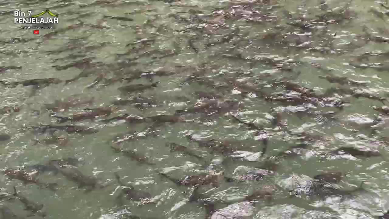 THOUSANDS OF JURUNG FISHES AT TOURIST BATHING SITE