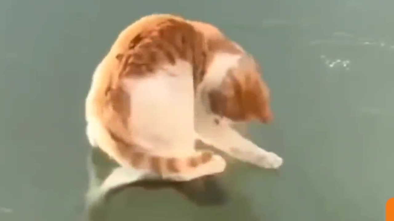 Funny Cats Collection!!!!