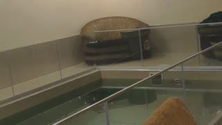 Dude's Dive Results in Damage