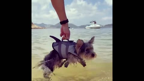 Amazing funny video -Cats Dogs 2022