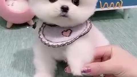 Cute puppy video
