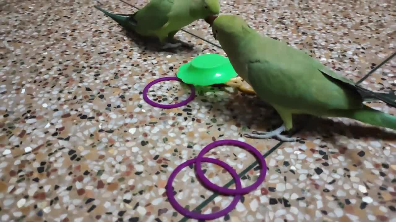 Talking parrot playing with rings