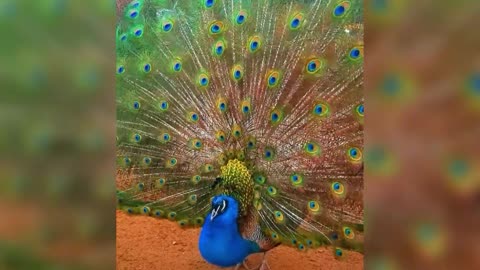 The peacock's tail is so beautiful