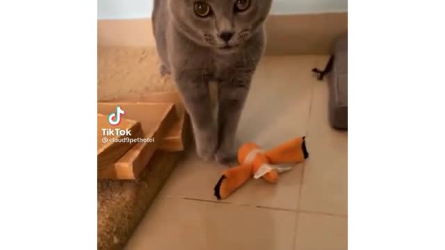 Funny cat video viral Home cat