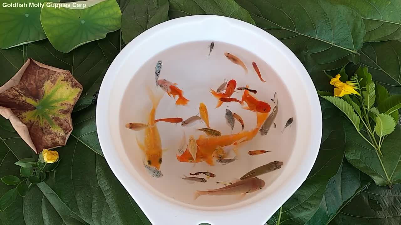 Goldfish_Molly_Guppies_Carp_Fish_Perch