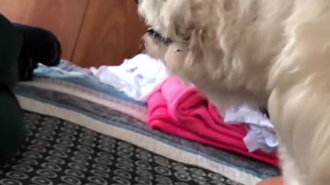 Dog does not want to be kissed