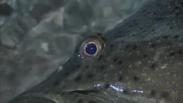 GOLIATH Grouper! - GROUPER - River Monsters