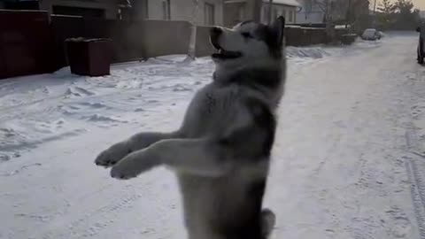 хаски