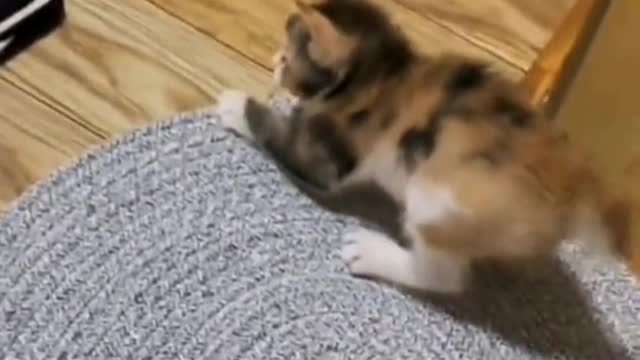 The little cat looks special