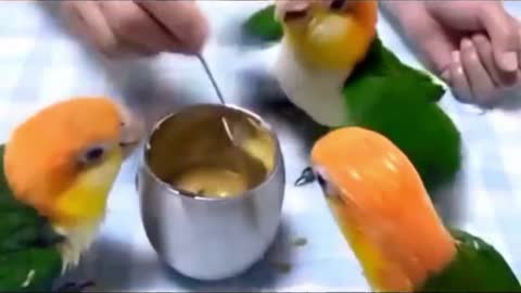 baby birds having lunch