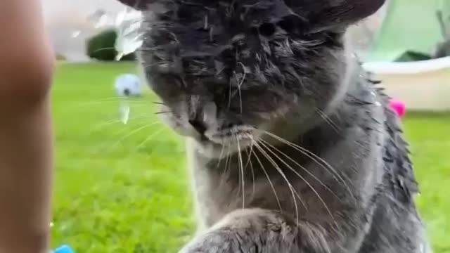 Very patient with that baby!! Probably liked the cooling off too😂 | poor kitty | playing kitty