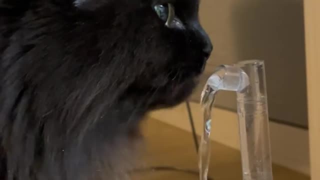 Baby cats - cute & funny cats videos