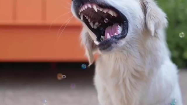 Unbelievable!!! Funny Dog Videos Try Not To Laugh π¦΄ππΆβοΈ
