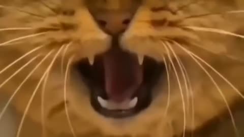 Funny cute cat