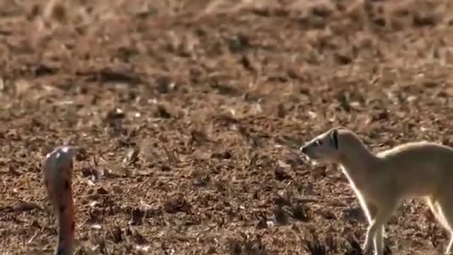 Squirrel vs King of snake