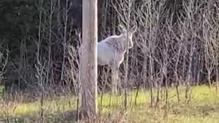 Albino Moose near Foleyet, Ontario