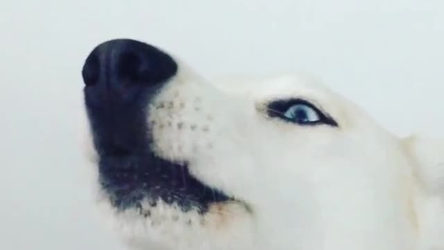 Emotional Husky Howls With Excitement To Owner’s Confession