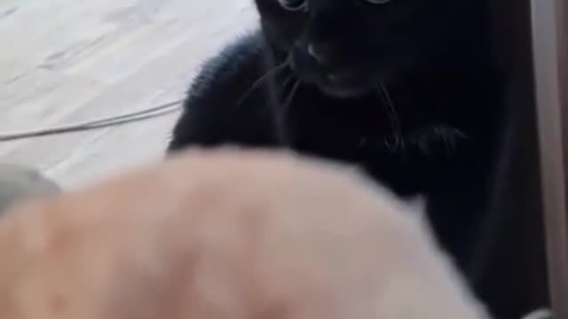 amazed black cat