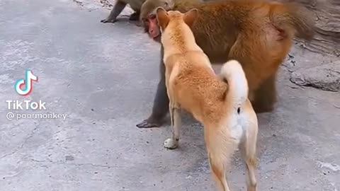 #funny animals Dog vs moneys