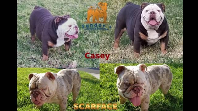 Exotics English Bulldog, Chocolates tri merles & Lilac Tri Merles