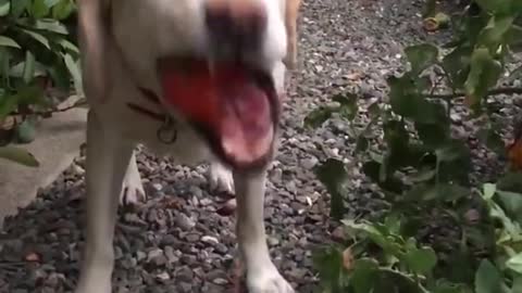 Dog Eats A Tomato