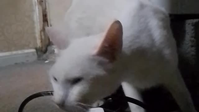 Cat funny status#Cat funny videos