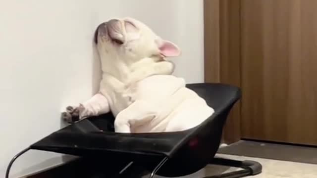 It can fall asleep anywhere