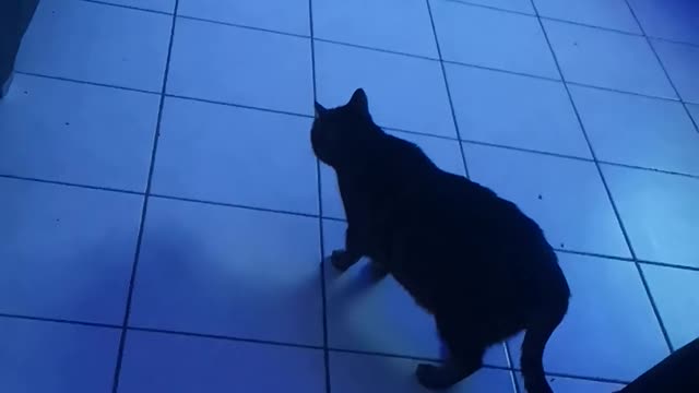 Choupette et le robot