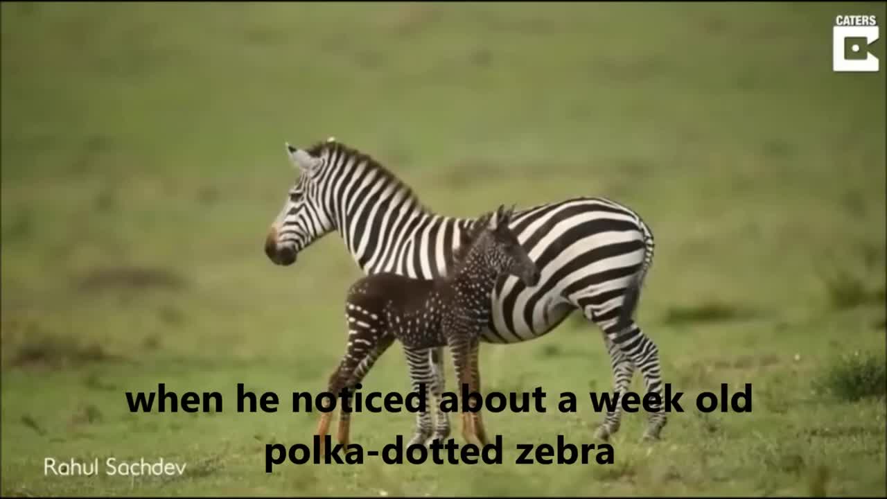 Rare Polka-dotted Zebra Foal Spotted In Kenya