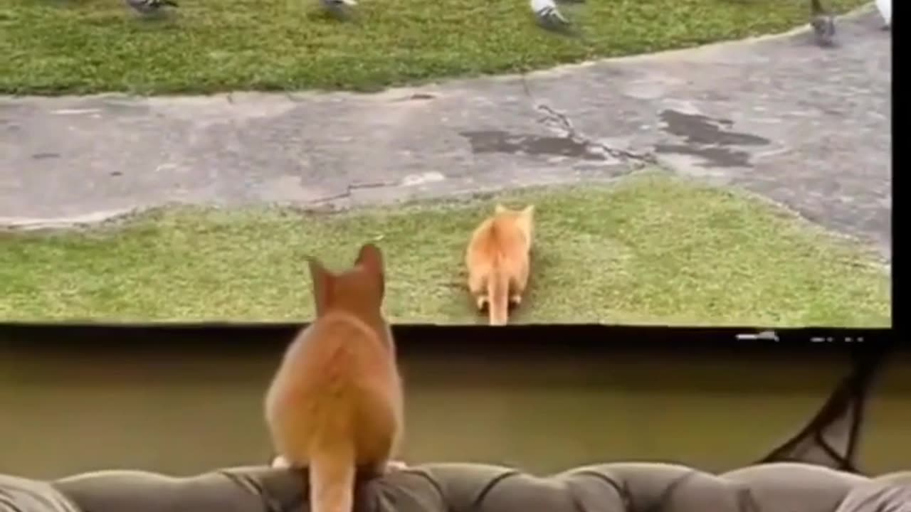 Funny cat video 🤣