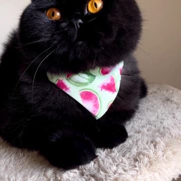 Black Cat so beautiful 🥰 |Funny animal videos| try not to laugh