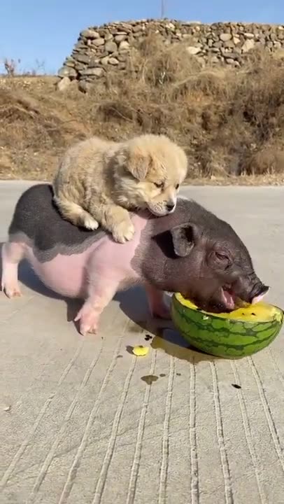 Most Funny - Cutest baby animals Videos Compilation | Cute moment of the animals